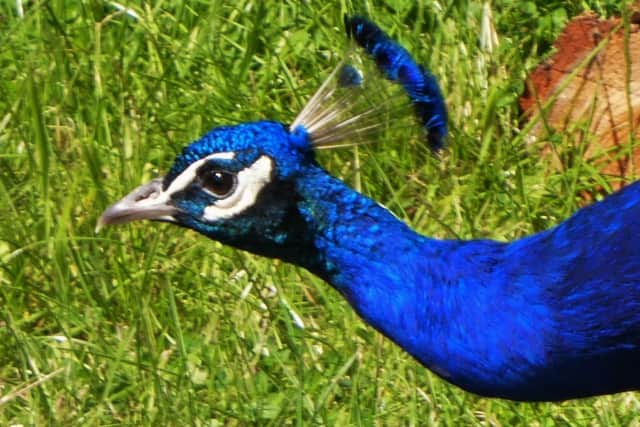 A peacock at Stoupe.