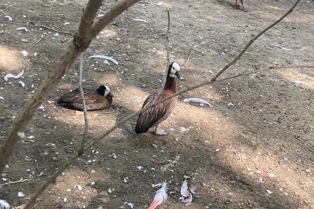 These White- Faced Whistling Ducks are found in sub-Saharan Africa and much of South America.