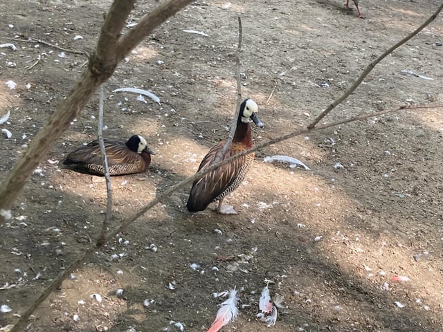 These White- Faced Whistling Ducks are found in sub-Saharan Africa and much of South America.