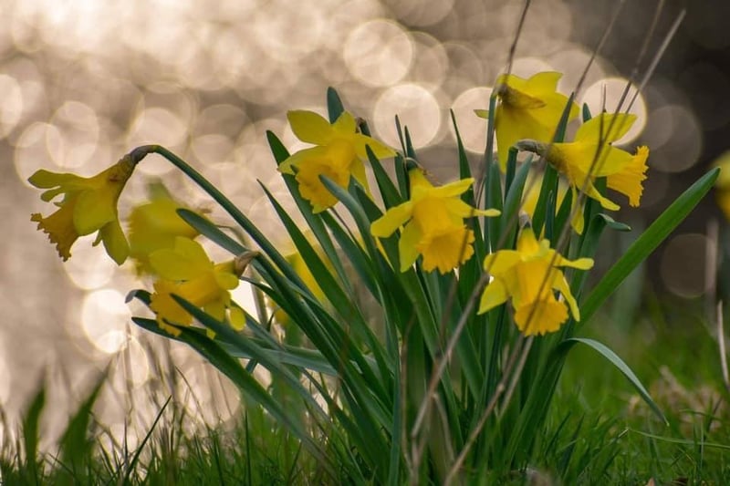 Some cheerful Whitby Daffodils in bloom.