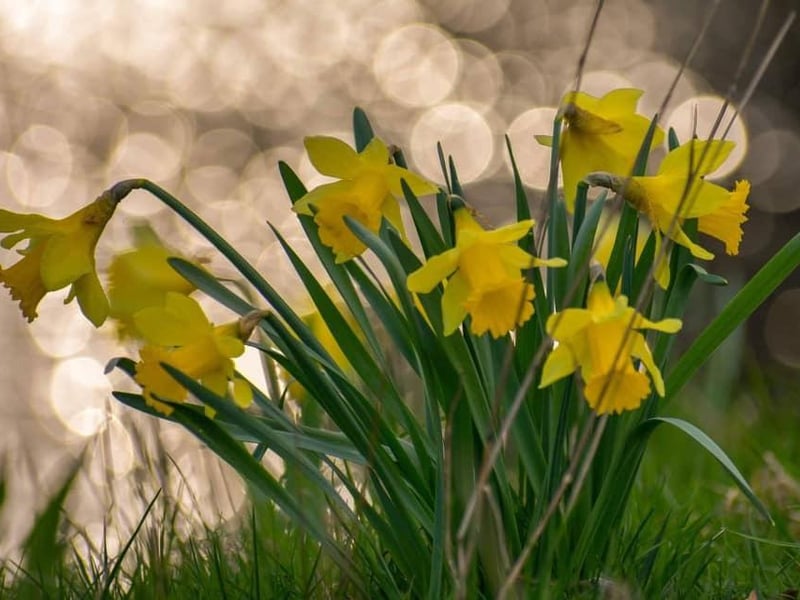 Some cheerful Whitby Daffodils in bloom.