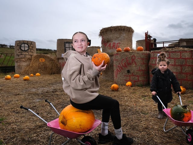 Collecting pumpkins