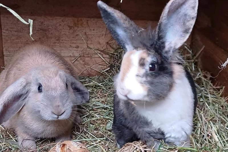 IN PICTURES Here are some beautiful bunnies available for adoption and