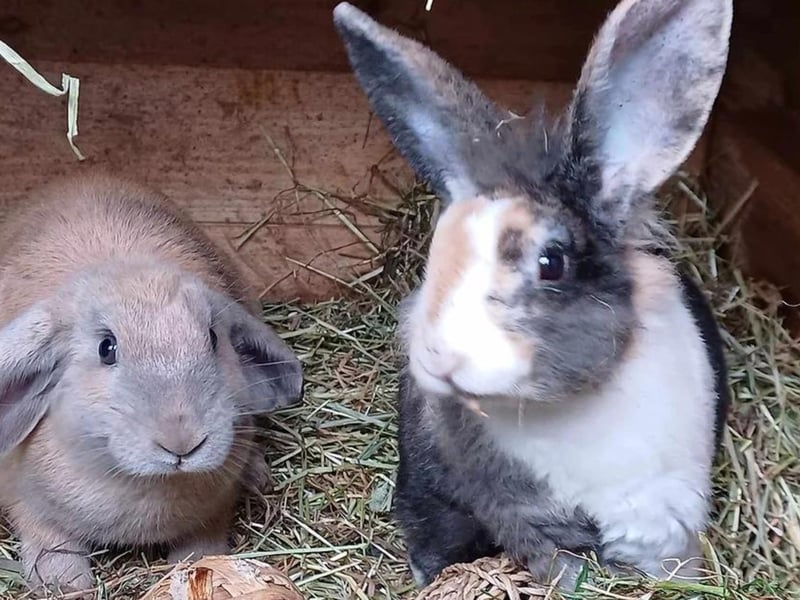 These two females, aged 1-year-old each (approximately) have been at the rescue since October 2023. The pair were bought at a pet store and were given to the rescue just one week later. They are lively young rabbits who are curious and always on the go. These two bunnies would love a home where there is lots of space and lots to explore. They are both neutered, vaccinated and microchipped.
