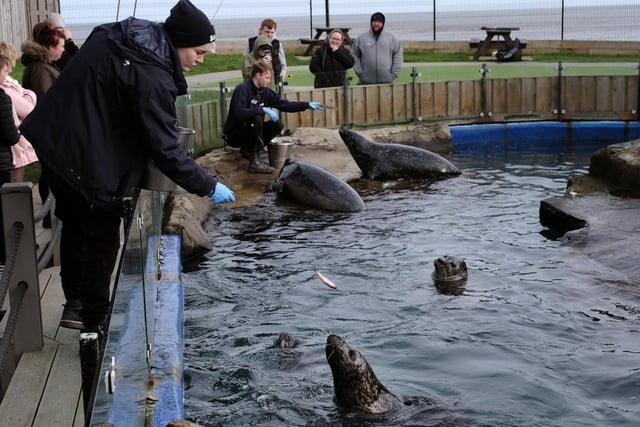 Chelsea Watson feeding the seals
