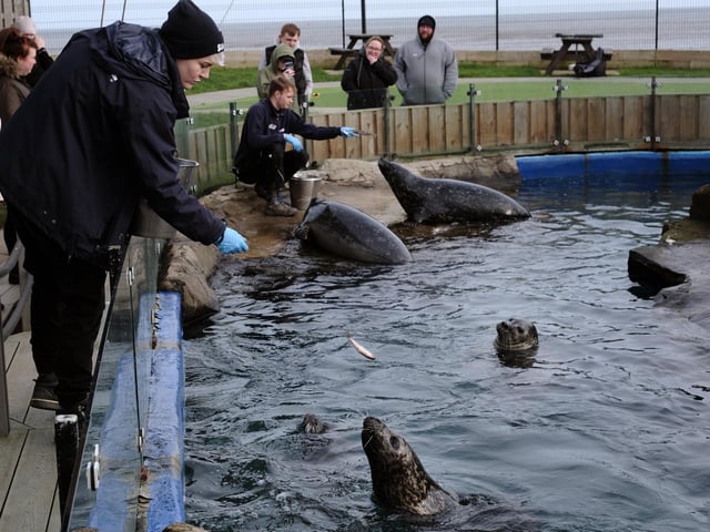 Chelsea Watson feeding the seals