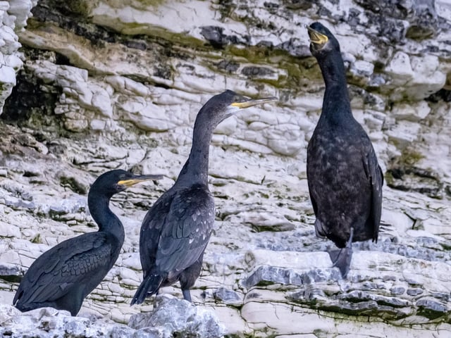 The tours offer passengers to see seabirds from a whole new angle, enjoying their summer season on the cliffs.