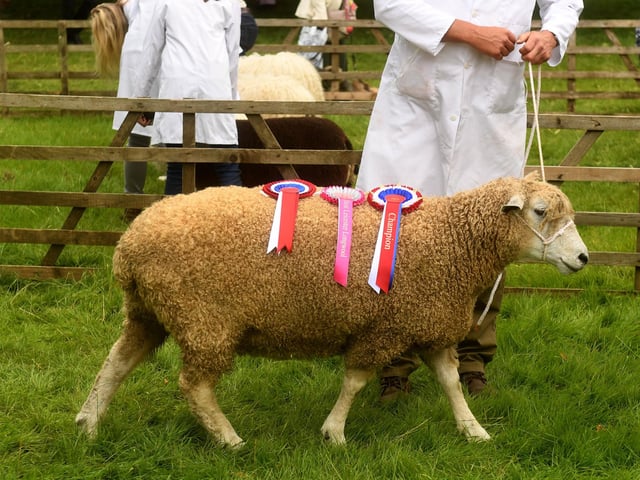 A prize winning sheep at the show