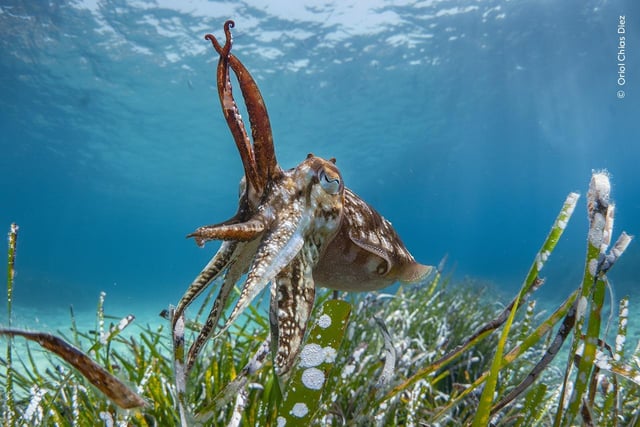 Oriol Chias Diez’s entry ‘The Clever Cuttlefish’.
