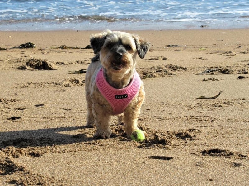 Scarborough based Lulu is 15 next month and was rescued from Dogs Trust in Leeds.