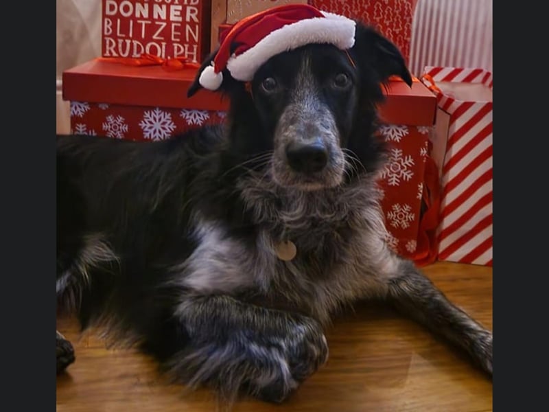 This beautiful dog is from Bridlington, looking lovely with all the Christmas presents.