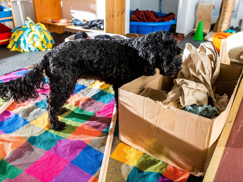 The space isn't "sacred", says Laura, so the dogs can rip up the paper in the box, and have a good time whilst exploring. If anything became digestible, Laura will calmly remove the item, and the dog can resume it's activities.