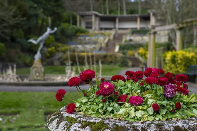 Bellis bloom in the Italian Gardens situated on Scarborough's South Cliff.
