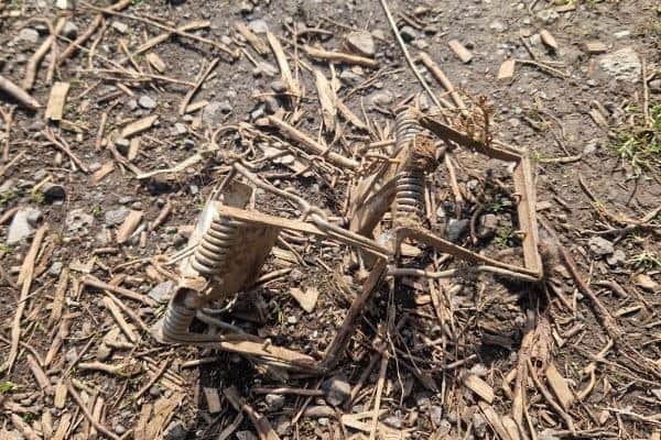 Proper use of the Fenn trap could have avoided the death