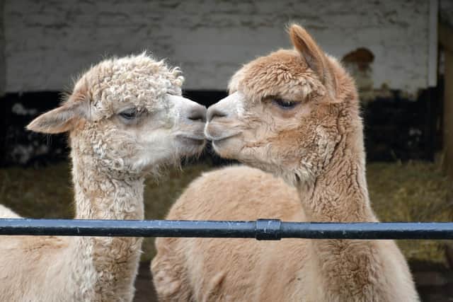 The zoo has welcomed two male alpacas called Zebedee and Zucchini.