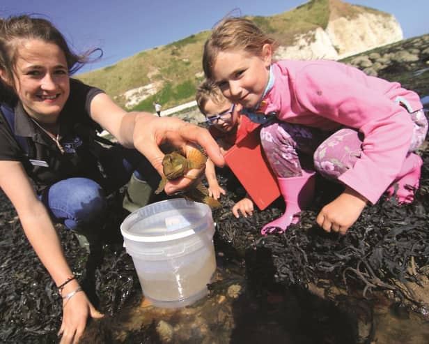 Rockpool Safaris are held at South Landing. Photo: Tom Marshall