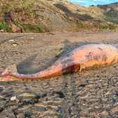 The whale which has washed up on the beach at Saltwick Bay, near Whitby.