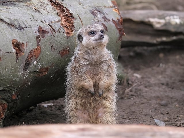 A meerkat peeps out