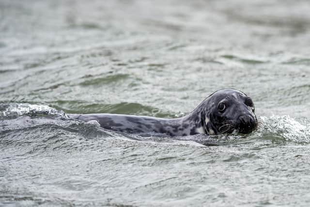 96 grey seals have be observed by Shorewatch volunteers.