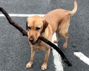 Eight-year-old Ronnie is a beautiful Labrador and he is needing a new home for very genuine reasons. We are looking for a quiet home with one or two people as he isn't fond of busy households. Ronnie loves the beach and country walks, and he thinks he is a lap dog so loves a cuddle. He is good with other dogs and fine with cats; in fact he really is a delight. He is neutered, chipped, and up to date with his vaccinations. For more information, call 075832 69614 or email ycdogrescue@btinternet.com.