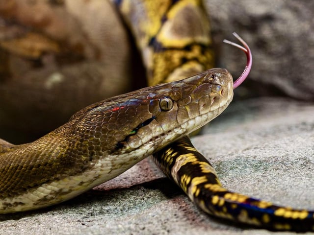 A reticulated python in the Reptile Realm