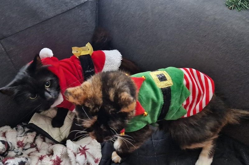 These two festive kitties were sent in by Bridlington reader Sharon Veronica Raines.