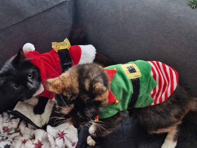 These two festive kitties were sent in by Bridlington reader Sharon Veronica Raines.
