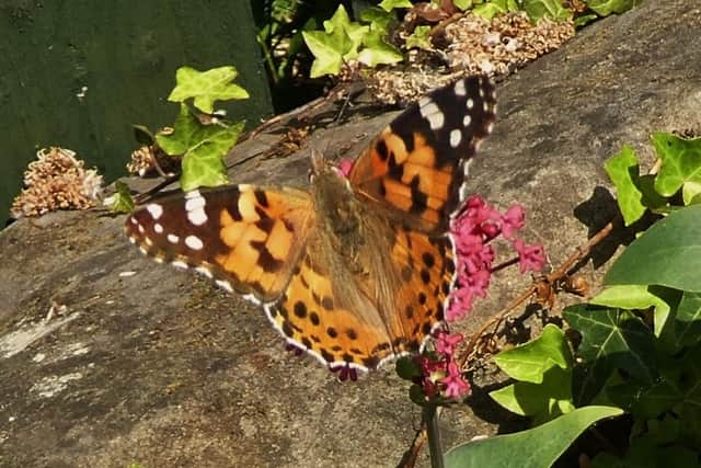 A painted lady butterfly.