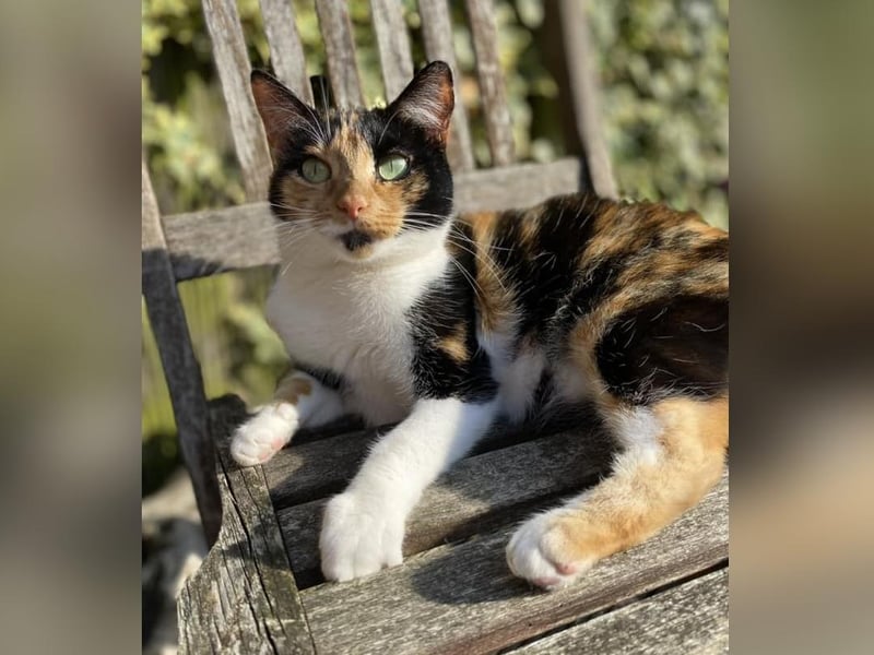 Poppy, picture posted by Liz Brooks.