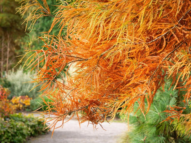 Fir tree with autumn colours near the sandstone rock garden path