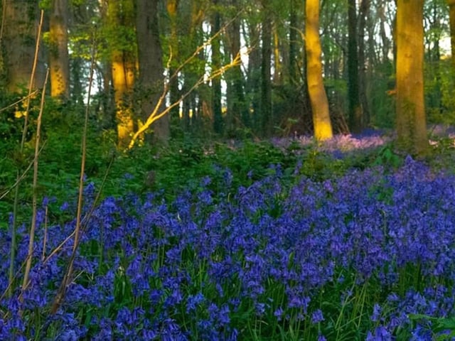Bluebell forest Fareham. Instagram: @champ4334