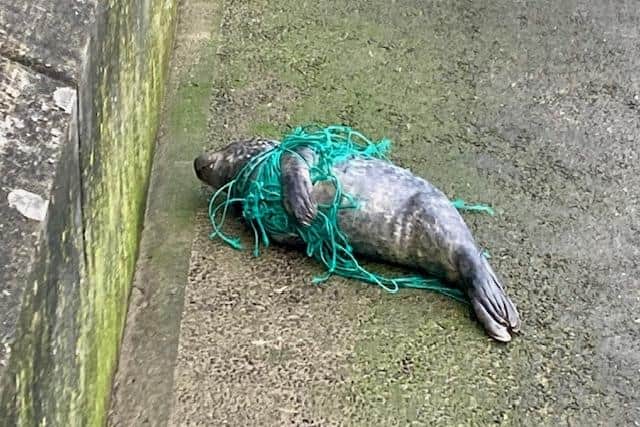 The pup waited patiently for rescuers to arrive from the SEA LIFE Centre