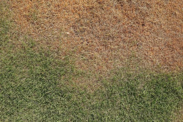 Summer droughts are set to be a feature in the future
