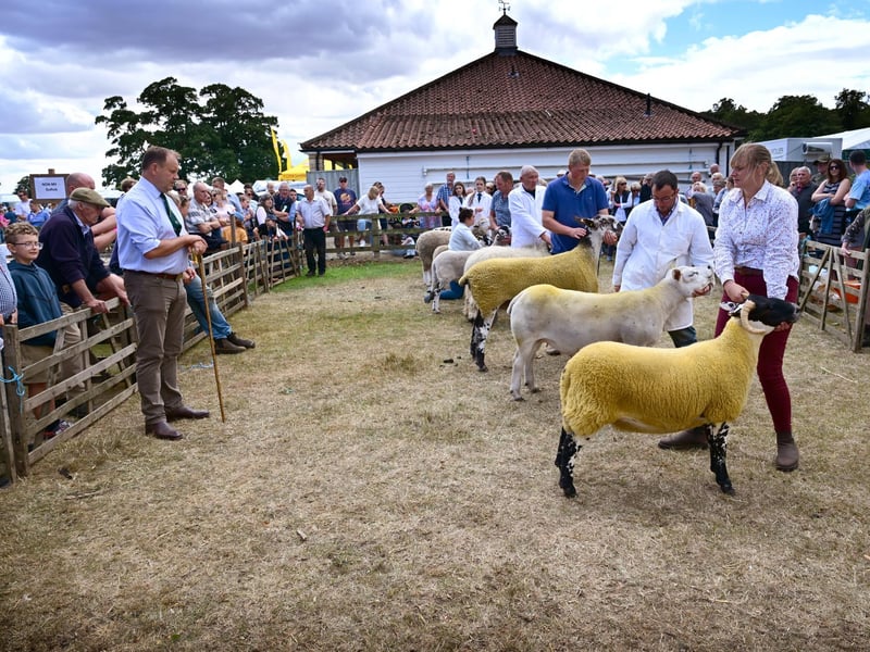 Sheep showtime!   photo: Richard Ponter