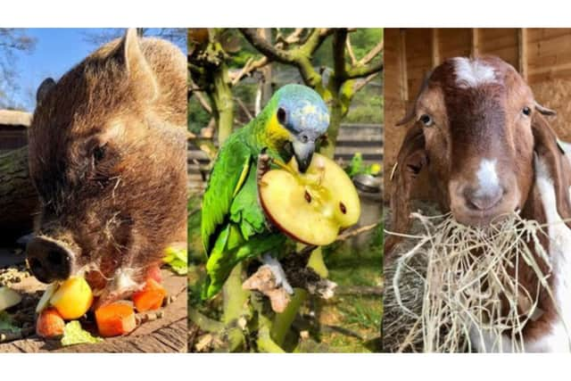 The zoo at Sewerby Hall will also offer meet and greet activities for visitors to learn about their many animal inhabitants.