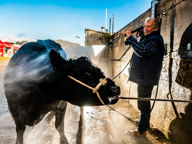 Farmer Paul Atkinson washes his Belted Galloway ready for judging on the third day of competition at the show