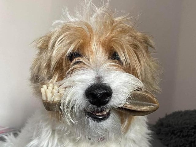 Rupert with his chew!