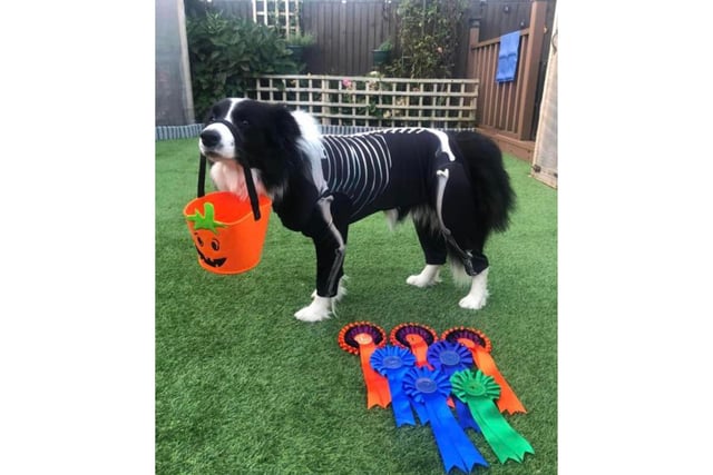 This spooky pooch from Scarborough is ready to go trick-or-treating!