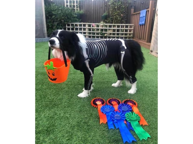 This spooky pooch from Scarborough is ready to go trick-or-treating!