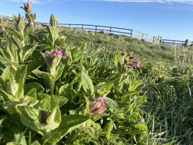 A few spring flowers are beginning to bloom across the reserve, adding a little colour to the clifftops.