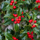 By using your garden as a resource you can create some simple, yet beautiful decorative displays for the Christmas festivities
