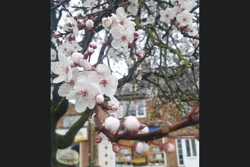 Beautiful blossom in Scarborough.