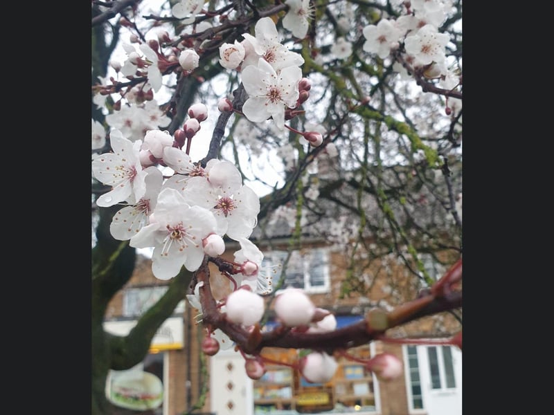 Beautiful blossom in Scarborough.