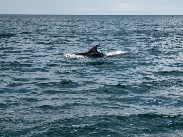 A great day for dolphin spotting! photo: Marisa Cashill
