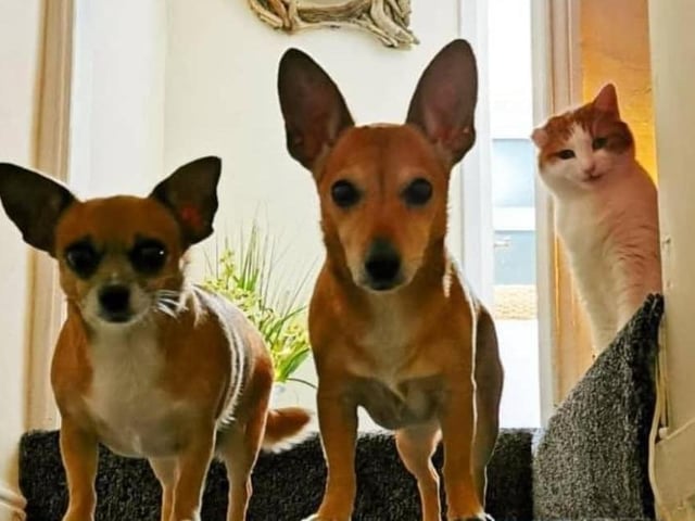 Roxy, Pippa and Dave.