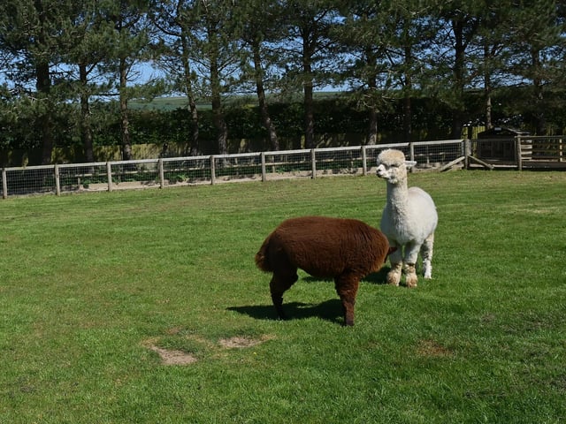 Alpacas enjoying the sunshine!