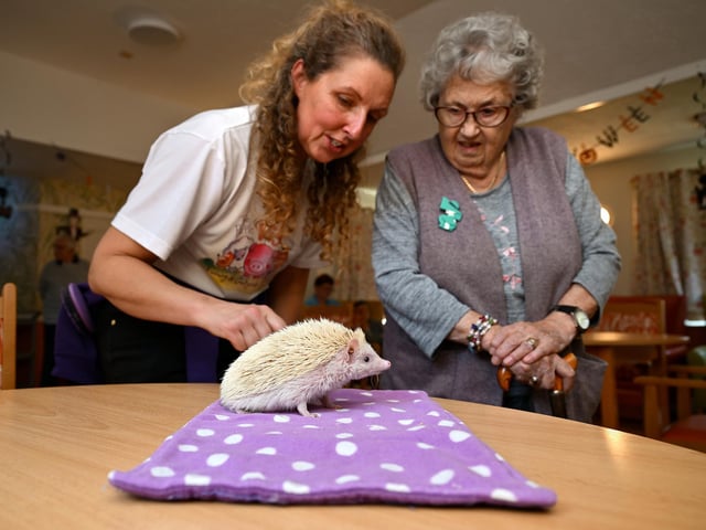 Purple Pig Farm visits Red House Care Home for some animal therapy.