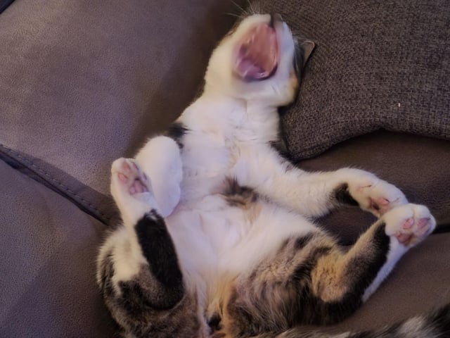 Eve, sent in by Liz Galway.