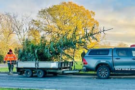 Delivery of a large Christmas tree to the village of Goathland, near Whitby.