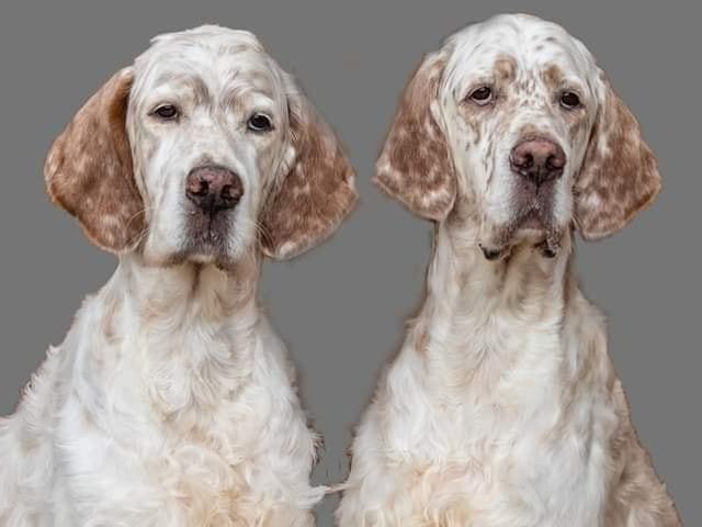 Two very regal looking boys.